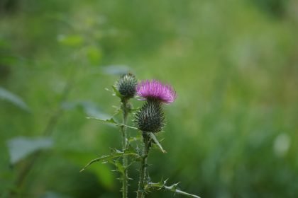 identificación-plantas-medicinales