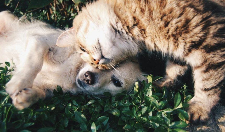 La Importancia de Tener Mascotas durante la Infancia: Responsabilidad, Cuidado y Amor