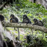 "Desafío Ambiental: ¿Qué Pasa con Nuestra Naturaleza?"