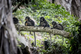 "Desafío Ambiental: ¿Qué Pasa con Nuestra Naturaleza?"