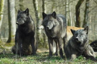 "Impacto local: reacciones tras el ataque en Zoológico Thoiry."