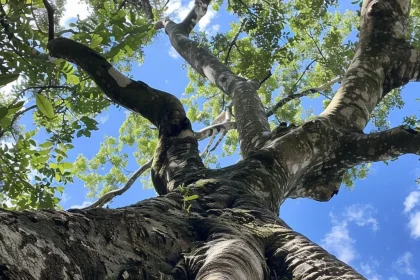 Corteza de los árboles: clave en la absorción de metano atmosférico