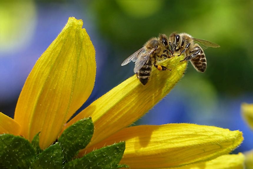 La Labor Esencial de las Abejas