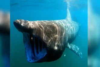 "El Tiburón de Groenlandia: Gigante Centenario"