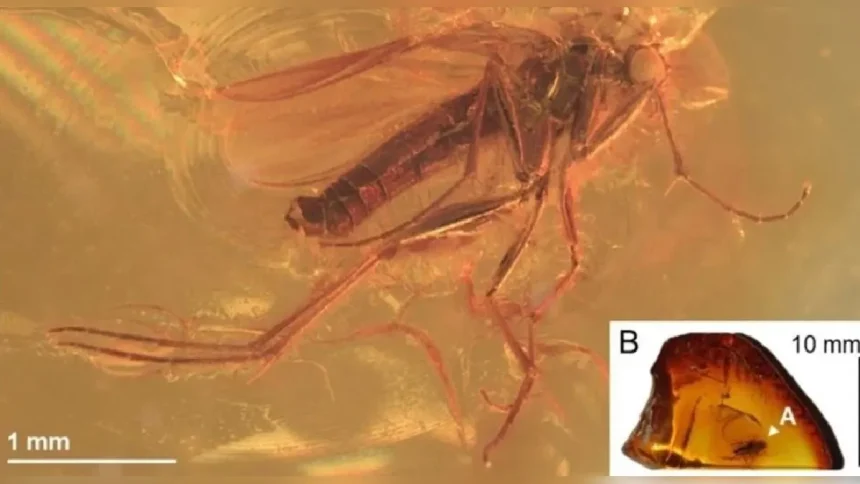 nvestigadores de la Universidad de Copenhague han descubierto el primer fósil de un mosquito depredador de hongos