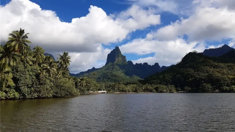 El cambio climático continúa siendo una de las mayores amenazas globales para la biodiversidad, y las islas, con su flora única y rica en especies endémicas, son particularmente vulnerables.