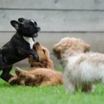 "Enfermedades Más Comunes en Perros: Todo lo que Necesitas Saber para Proteger a Tu Mascota"