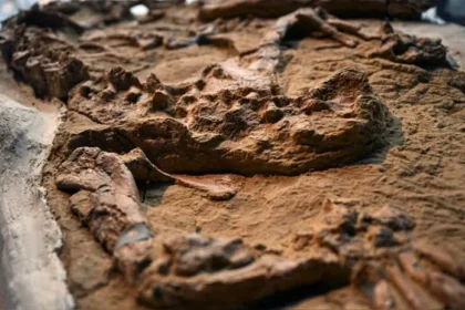 Un grupo de paleontólogos peruanos presentó el fósil de Piscogavialis, un antiguo cocodrilo marino perteneciente al grupo de los gaviales. Este ejemplar vivió en lo que hoy es Perú durante el periodo del Mioceno, hace entre 10 y 12 millones de años. Lo más destacado del descubrimiento es que el fósil, encontrado en perfecto estado de conservación, corresponde a un juvenil, lo que aporta una nueva perspectiva al estudio de esta especie.