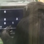 Un reciente estudio de la Universidad de Kioto ha desafiado nuestra comprensión de la interacción social, revelando que los chimpancés también experimentan el “efecto de audiencia,” una reacción hasta ahora atribuida exclusivamente a los seres humanos.