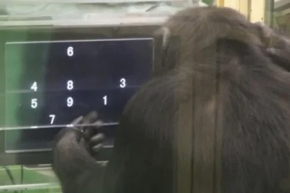 Un reciente estudio de la Universidad de Kioto ha desafiado nuestra comprensión de la interacción social, revelando que los chimpancés también experimentan el “efecto de audiencia,” una reacción hasta ahora atribuida exclusivamente a los seres humanos.