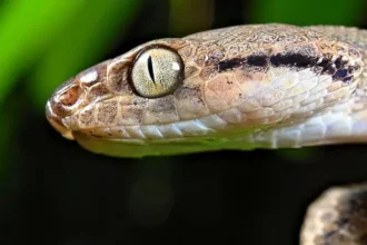 La isla de Guam, un pequeño pero enigmático paraíso en el Océano Pacífico occidental, es conocida por su belleza natural, playas de arena blanca y densa vegetación. Sin embargo, su ecosistema ha sufrido una transformación radical en las últimas décadas debido a la invasión de una serpiente exótica: la serpiente arbórea marrón (Boiga irregularis).