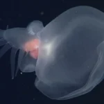 Más de dos décadas después de observar por primera vez a una misteriosa criatura gelatinosa y bioluminiscente en las profundidades del océano, investigadores del Instituto de Investigación del Acuario de la Bahía de Monterey (MBARI) han revelado la existencia de una nueva especie de babosa marina: Bathydevius caudactylus. Este descubrimiento marca un hito en el estudio de los ecosistemas marinos profundos y abre nuevas puertas para entender los secretos de la llamada "zona de medianoche".