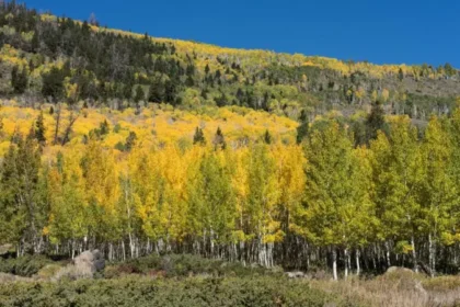 Pando, ubicado en Utah, Estados Unidos, parece a simple vista un frondoso bosque de álamos temblones. Sin embargo, su impresionante extensión de 43 hectáreas guarda un secreto que ha cautivado a científicos y amantes de la naturaleza por igual: los 47,000 árboles que lo componen son, en realidad, parte de un único organismo. Genéticamente idénticos y unidos a través de un extenso sistema de raíces, Pando es considerado uno de los organismos vivos más antiguos y pesados del planeta.