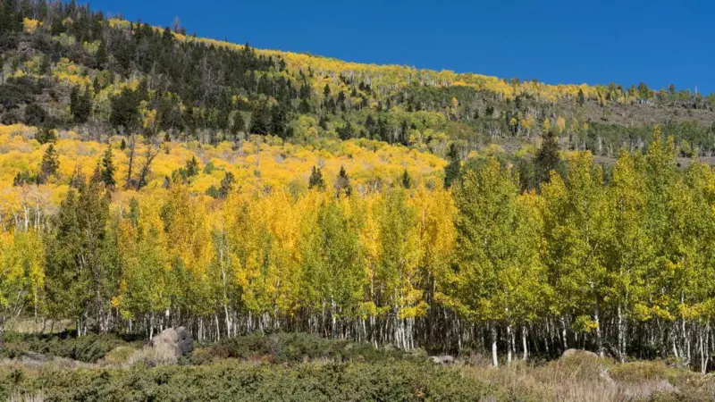 Pando, ubicado en Utah, Estados Unidos, parece a simple vista un frondoso bosque de álamos temblones. Sin embargo, su impresionante extensión de 43 hectáreas guarda un secreto que ha cautivado a científicos y amantes de la naturaleza por igual: los 47,000 árboles que lo componen son, en realidad, parte de un único organismo. Genéticamente idénticos y unidos a través de un extenso sistema de raíces, Pando es considerado uno de los organismos vivos más antiguos y pesados del planeta.