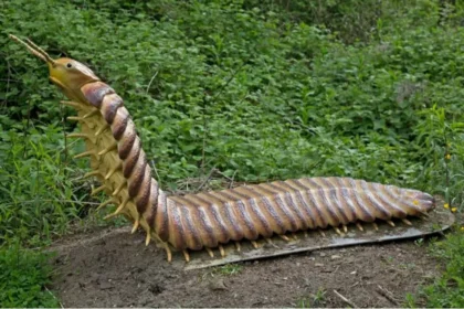 Durante casi dos siglos, Arthropleura, un coloso artrópodo que habitó la Tierra hace más de 300 millones de años, ha sido objeto de fascinación y misterio para la ciencia. Con un cuerpo segmentado que podía alcanzar hasta 2,6 metros de longitud, esta criatura, que recuerda a un milpiés moderno, se destacó como el artrópodo más grande conocido de la historia. Sin embargo, un aspecto crucial de su anatomía permaneció desconocido hasta hace poco: su cabeza.