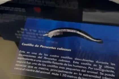 El pasado viernes, el Gobierno del Perú dio un importante paso hacia la valoración y protección de su rico patrimonio paleontológico al promulgar la Ley Nº 32241, que declara el 20 de enero de cada año como el Día Nacional de la Paleontología. Esta iniciativa no solo subraya la relevancia histórica y científica de los hallazgos fosilíferos en el territorio peruano, sino que también busca fomentar la educación y concienciación en torno a este fascinante campo de estudio.