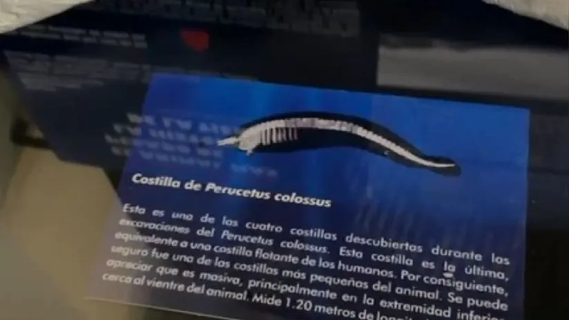 El pasado viernes, el Gobierno del Perú dio un importante paso hacia la valoración y protección de su rico patrimonio paleontológico al promulgar la Ley Nº 32241, que declara el 20 de enero de cada año como el Día Nacional de la Paleontología. Esta iniciativa no solo subraya la relevancia histórica y científica de los hallazgos fosilíferos en el territorio peruano, sino que también busca fomentar la educación y concienciación en torno a este fascinante campo de estudio.