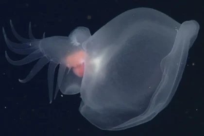 En las profundidades del océano Pacífico, más allá de la luz del sol, un nuevo y fascinante descubrimiento ha capturado la atención de los científicos. Bathydevius caudactylus, una babosa marina recientemente identificada, ha sido descrita como el “molusco misterioso” gracias a sus extraordinarias adaptaciones que le permiten sobrevivir en uno de los entornos más desafiantes del planeta: la zona de medianoche. Este artículo profundiza en los detalles de esta sorprendente criatura, desde sus características únicas hasta su importancia en la comprensión del mayor hábitat de la Tierra.