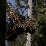 "Resiliencia alada: Salvemos a la mariposa monarca" / EFE