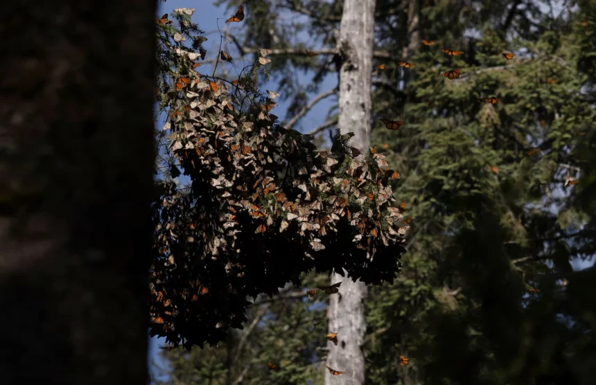 "Resiliencia alada: Salvemos a la mariposa monarca" / EFE