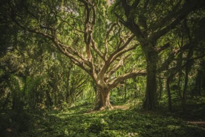 La Biodiversidad en los Bosques: Flora, Fauna y Hongos