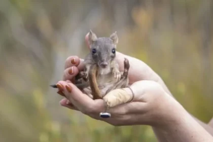 El Milagro de la Conservación Cómo el Bettong de Cola Cepillada Resurge Triunfante del Borde de la Extinción en este 2025