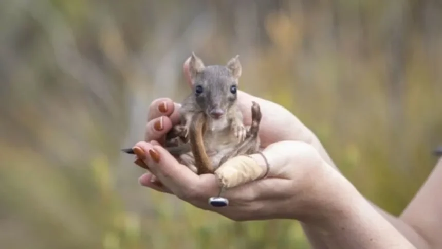 El Milagro de la Conservación Cómo el Bettong de Cola Cepillada Resurge Triunfante del Borde de la Extinción en este 2025