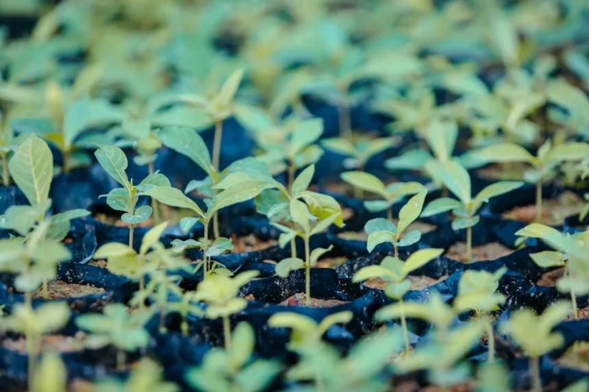 Las 7 Plantas Más Venenosas del Mundo Belleza Mortal en la Naturaleza