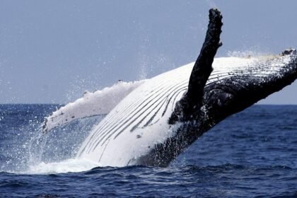 Engullido por una ballena: El momento impactante