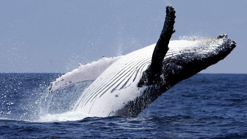 Engullido por una ballena: El momento impactante