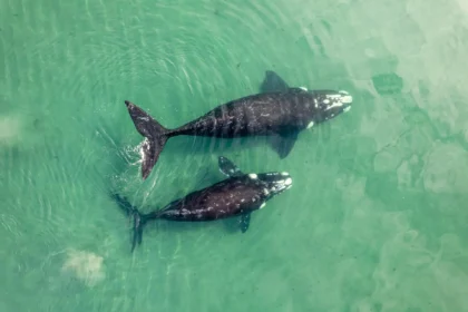 ¡Tragedia Ambiental! Eutanasiarán a 90 Ballenas Varadas en Tasmania Tras un Intento Fallido de Rescate