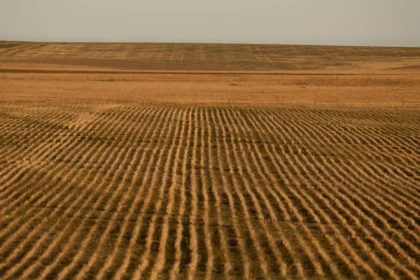 La granja del futuro Islandia y la revolución de las algas, el superalimento que cambiará el mundo en este 2025