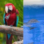 Los 12 animales más inteligentes del planeta