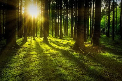 Los Bosques Más Hermosos del Mundo: Una Mirada a su Belleza y Conservación