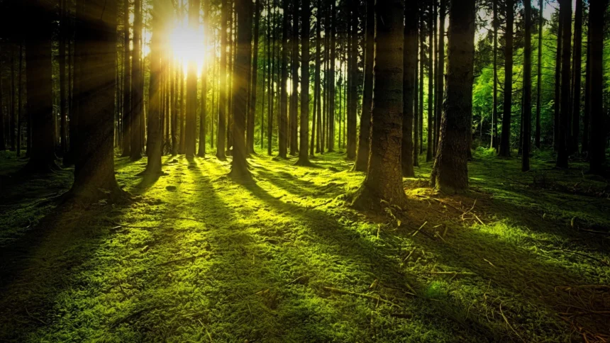 Los Bosques Más Hermosos del Mundo: Una Mirada a su Belleza y Conservación