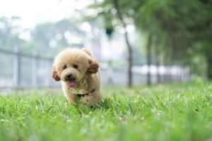 Razas de Cachorros que Viven Más Años: Guía Completa para una Vida Larga y Saludable