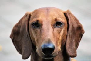 Razas de Cachorros que Viven Más Años: Guía Completa para una Vida Larga y Saludable