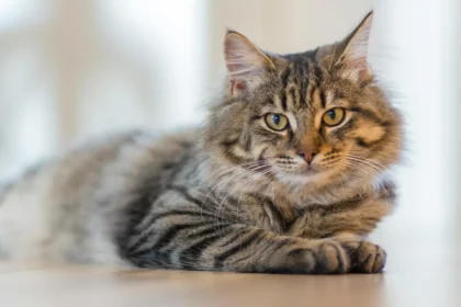 Los 10 Secretos que Revela el Color del Pelaje de tu Gato: Descubre lo que Tu Felino Quiere Decirte