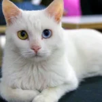 Las 10 Razas de Gatos Más Caras y lo que las Hace Tan Exclusivas