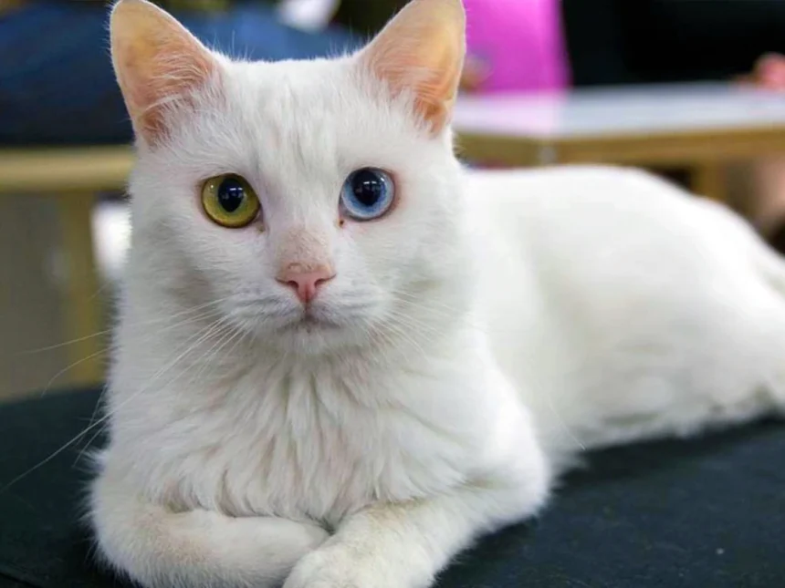 Las 10 Razas de Gatos Más Caras y lo que las Hace Tan Exclusivas