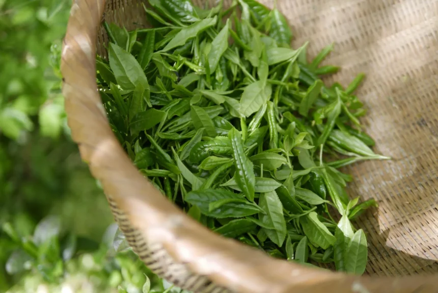 10 Formas de Usar el Té Verde en Belleza: Beneficios y Recetas Caseras