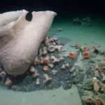 En enero de 2025, un fenómeno natural capturó la atención de la comunidad científica global: el desprendimiento del iceberg A-84. Con una superficie de 510 kilómetros cuadrados , equivalente al tamaño de la ciudad mexicana de Puebla, este coloso de hielo se separó de la península Antártica. Lo que en principio parecía un nuevo síntoma del acelerado deshielo producto del cambio climático , terminó convirtiéndose en una oportunidad única para la ciencia.