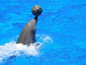 “Delfines Sorprendentes: 10 Datos Increíbles que Revelan su Inteligencia y Emociones”