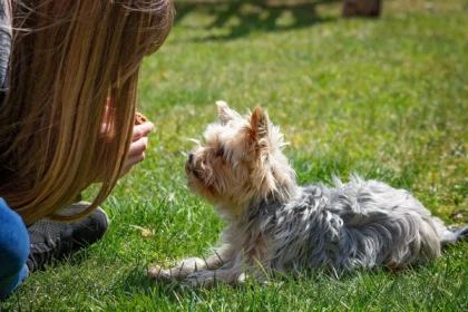 Enfermedades que Transmiten los Perros a los Humanos Zoonosis Caninas que Debes Conocer