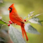 “Las 10 Aves con los Cantos Más Bellos del Mundo – Melodías que Encantan y Naturaleza que Inspira”
