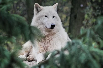 El mundo de la ciencia ha logrado un avance sin precedentes: la desextinción del lobo terrible (Aenocyon dirus), una especie que desapareció hace más de 10 mil años. La empresa estadounidense Colossal Biosciences anunció recientemente el nacimiento de tres ejemplares, gracias al uso innovador de técnicas de edición genética avanzada.