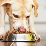10 Alimentos Peligrosos que Nunca Debes Darle a tu Perro: Protege su Salud con Estos Consejos