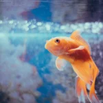 Top 10 Tipos de Peces para Tener en Casa si Eres Principiante: Guía Completa para Elegir el Compañero Acuático Ideal