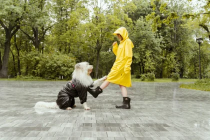 Top 10 Razones por las que Tu Perro se Parece a Ti (Y No es Coincidencia)