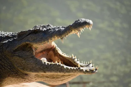Hace entre 82 y 75 millones de años, un colosal reptil conocido como Deinosuchus, o "cocodrilo del terror", dominaba los ríos, estuarios y marismas de Norteamérica. Este superdepredador, con un cuerpo casi tan largo como un autobús y dientes del tamaño de plátanos, no solo sobrevivió en un mundo repleto de dinosaurios, sino que se alimentaba de ellos. Un reciente estudio publicado en la revista Communications Biology ha arrojado nueva luz sobre las adaptaciones que convirtieron a este monstruoso crocodiliano en un depredador supremo, destacando su capacidad para tolerar el agua salada, una característica ausente en los caimanes modernos. En este artículo, exploraremos la vida, evolución y legado del Deinosuchus, un gigante prehistórico que desafió las expectativas de los científicos.